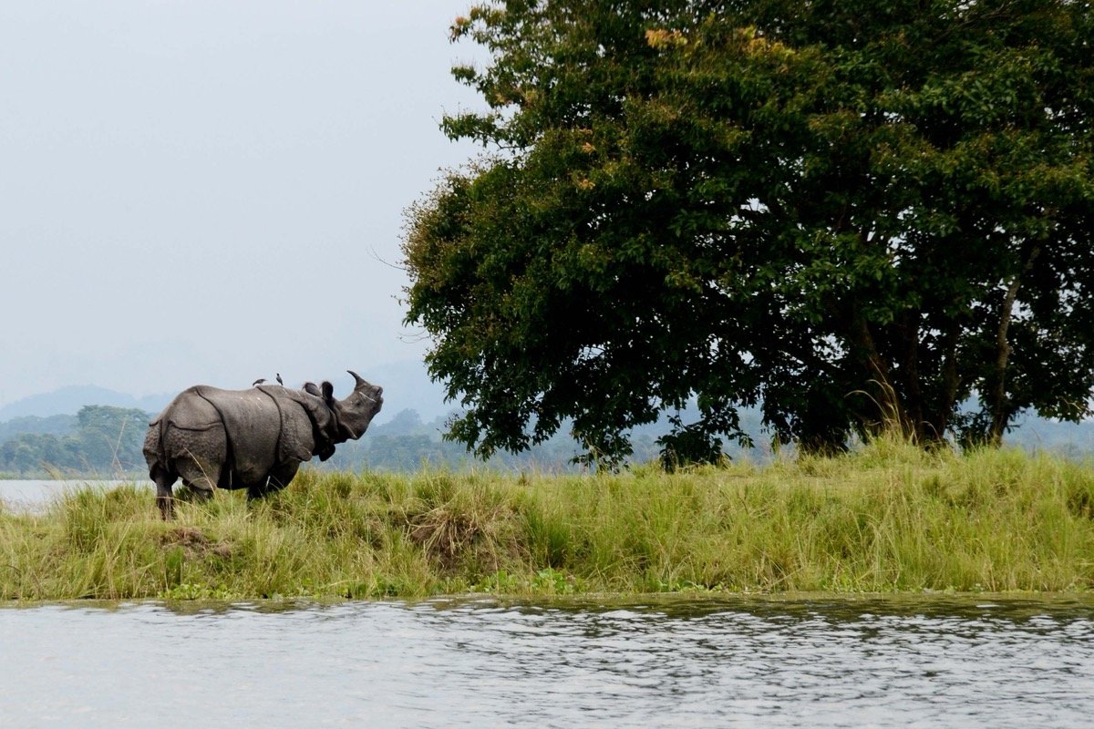 Kaziranga