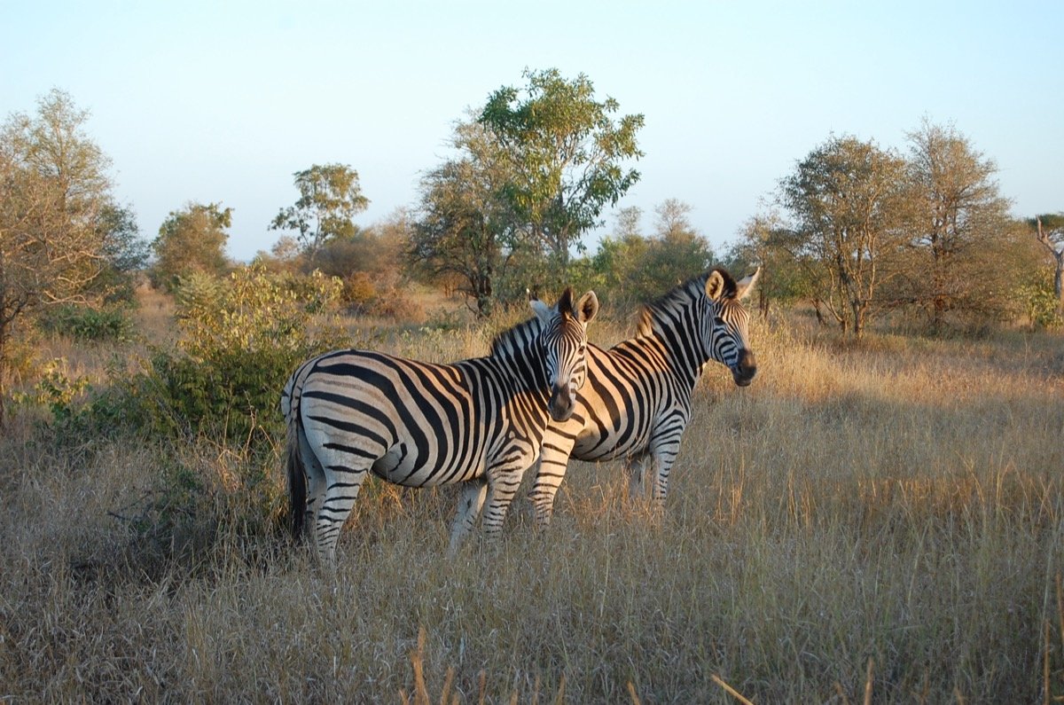 Kruger