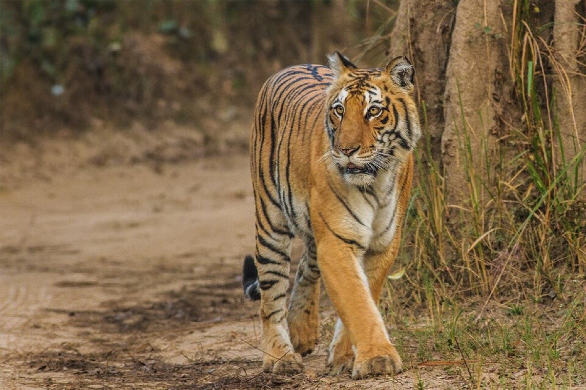 5 Days Jim Corbett Wildlife Tour Package